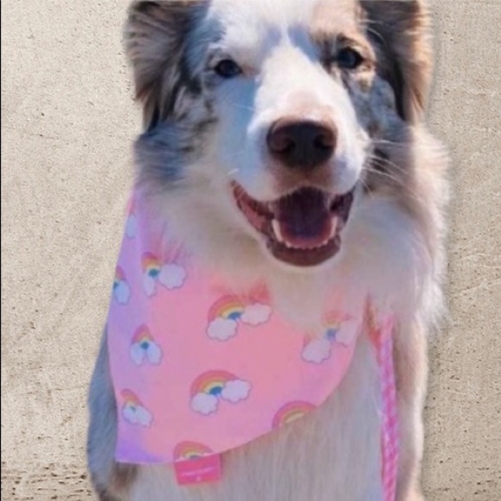 Stoney Clover Lane Limited Edition Reversible Pet Bandana